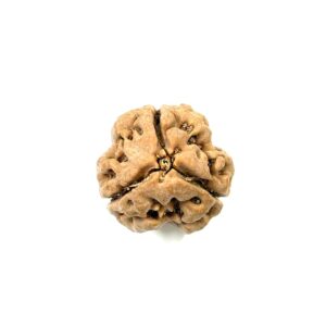 3-mukhi-nepali-full-seed-rudraksha