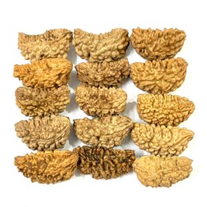 1-mukhi-moon-shape-rudraksha