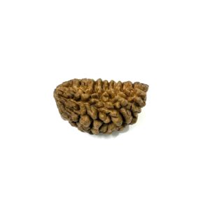 1-mukhi-moon-shape-collector-rudraksha