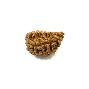 1-mukhi-moon-shape-rudraksha-3