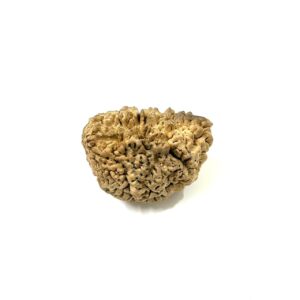 1-mukhi-moon-shape-collector-rudraksha-2