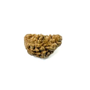 1-mukhi-moon-shape-collector-rudraksha-3