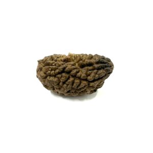 1-mukhi-moon-shape-collector-rudraksha-4
