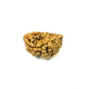 1-mukhi-moon-shape-rudraksha-2