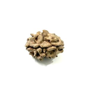 1-mukhi-himalayan-rudraksha-3
