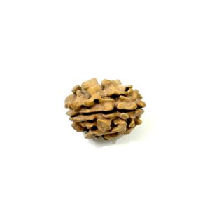 1-mukhi-himalayan-rudraksha-2