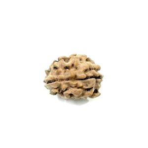 1-mukhi-himalayan-rudraksha