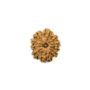 10-mukhi-nepali-rudraksha-4