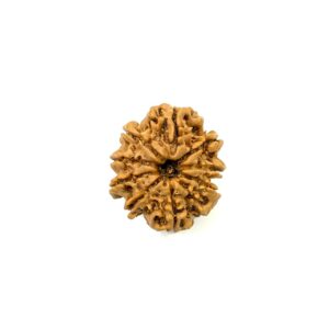 9-mukhi-nepali-rudraksha-3
