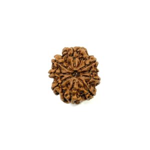 9-mukhi-nepali-rudraksha-4