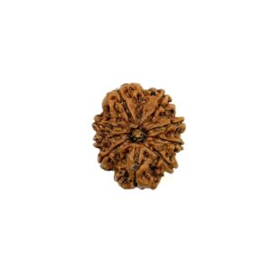 9-mukhi-collector-nepali-rudraksha-2