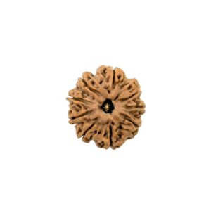 9-mukhi-collector-nepali-rudraksha