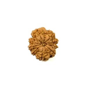 9-mukhi-nepali-rudraksha