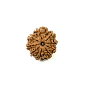 9-mukhi-nepali-rudraksha-2