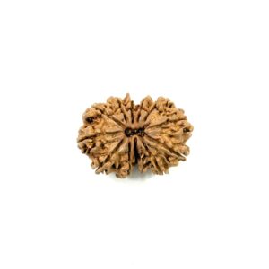 gauri-shankar-nepali-rudraksha-2