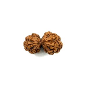 Gauri Shankar Nepali Rudraksha