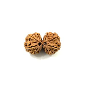 Gauri Shankar Nepali Rudraksha