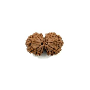 Gauri Shankar Nepali Rudraksha