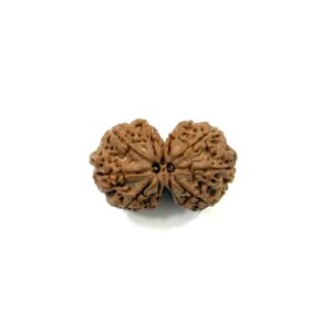 gaurishankar-nepali-rudraksha