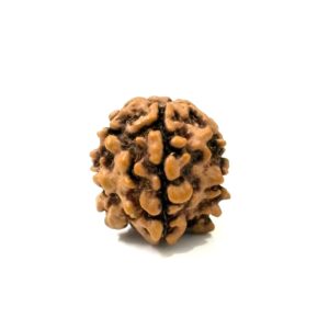 1-mukhi-underdeveloped-nepal-one-seed-rudraksha