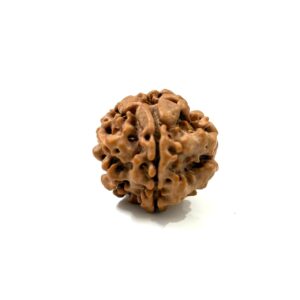 1-mukhi-underdeveloped-nepal-rudraksha-2