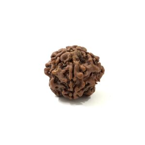 1-mukhi-underdeveloped-nepal-rudraksha