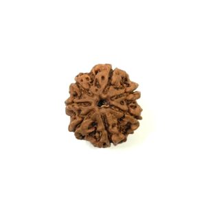 7-mukhi-nepali-rudraksha-6