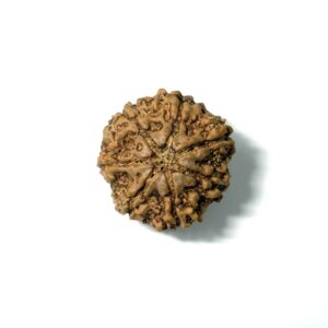 7 Mukhi Nepali Rudraksha