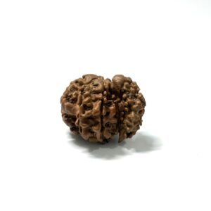 1 Mukhi Sawaar Nepali Rudraksha