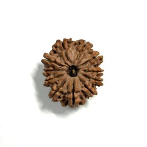 11 Mukhi Nepali Rudraksha
