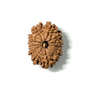 13 Mukhi Nepali Rudraksha