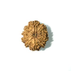 10 Mukhi Collector Nepali Rudraksha