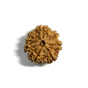 8 Mukhi Nepali Rudraksha