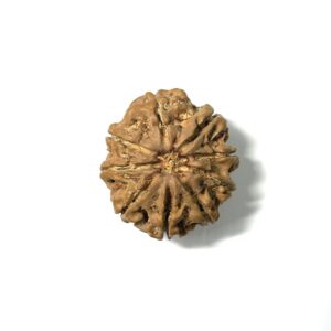 9 Mukhi Collector Nepali Rudraksha