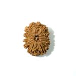 12 Mukhi Nepali Rudraksha