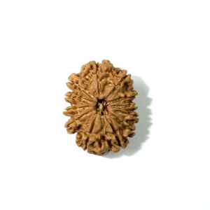 12 Mukhi Nepali Rudraksha