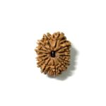14 Mukhi Nepali Rudraksha