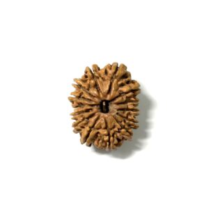 14 Mukhi Nepali Rudraksha