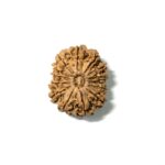 14 Mukhi Nepali Rudraksha