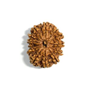 13 Mukhi Nepali Rudraksha