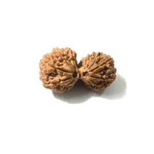 14 Mukhi Gauri Shankar Collector Nepali Rudraksha