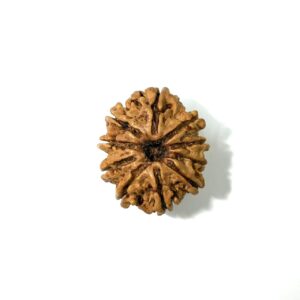 10 Mukhi Nepali Rudraksha