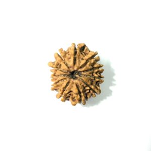 11 Mukhi Nepali Rudraksha