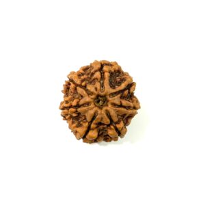 7-mukhi-nepali-full-seed-rudraksha-2