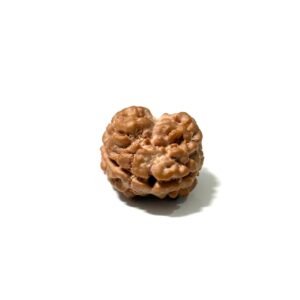 2-mukhi-nepali-rudraksha-4