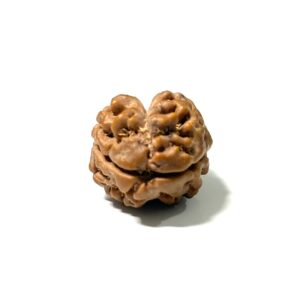 2-mukhi-nepali-rudraksha-5