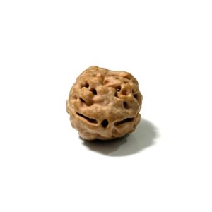 2-mukhi-nepali-rudraksha-7