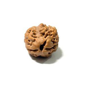 2-mukhi-nepali-rudraksha-6