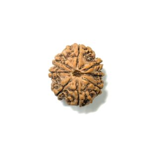 8 Mukhi Nepali Rudraksha