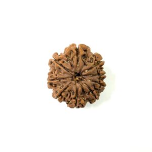 9-mukhi-nepali-rudraksha-5